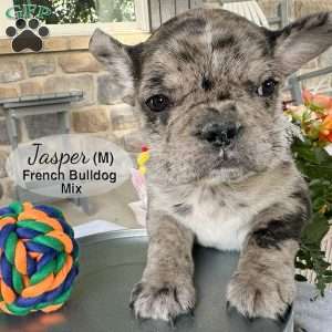Jasper, French Bulldog Mix Puppy
