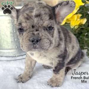 Jasper, French Bulldog Mix Puppy