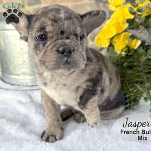 Jasper, French Bulldog Mix Puppy