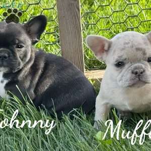 Johnny, French Bulldog Mix Puppy