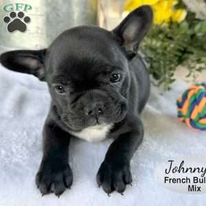 Johnny, French Bulldog Mix Puppy