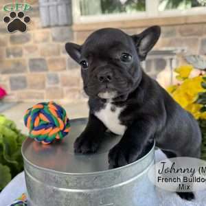 Johnny, French Bulldog Mix Puppy