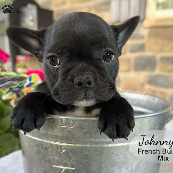 Johnny, French Bulldog Mix Puppy
