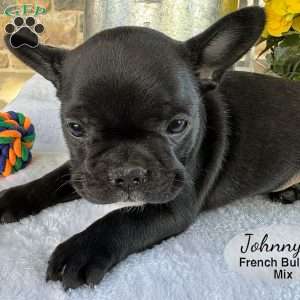 Johnny, French Bulldog Mix Puppy