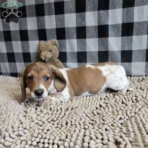 Kenny, Dachshund Puppy