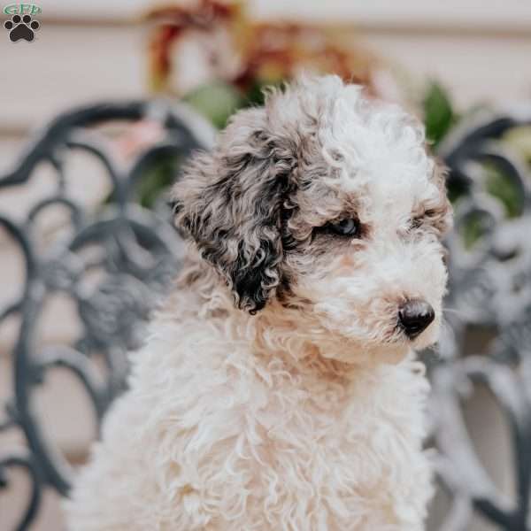 Laurel, Miniature Poodle Puppy