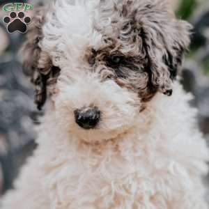 Laurel, Miniature Poodle Puppy