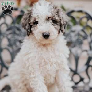 Laurel, Miniature Poodle Puppy