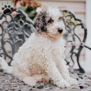 Laurel, Miniature Poodle Puppy