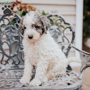 Laurel, Miniature Poodle Puppy