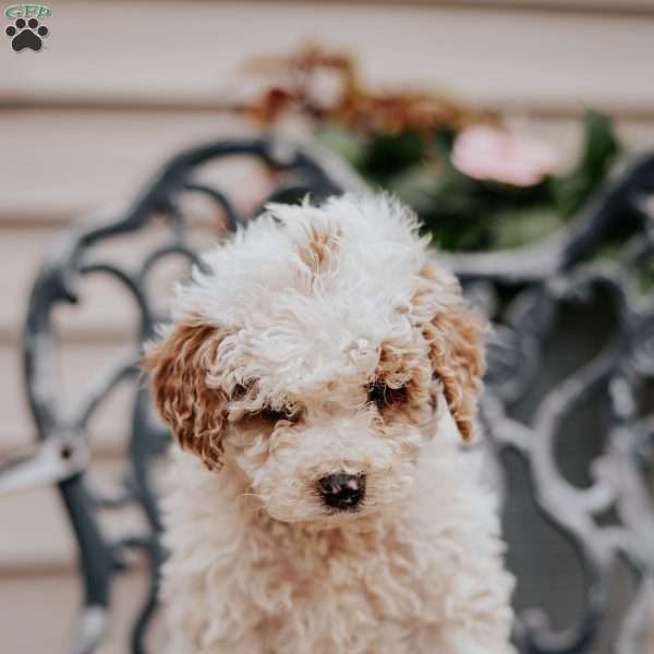 Lee, Miniature Poodle Puppy