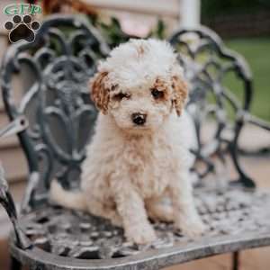 Lee, Miniature Poodle Puppy