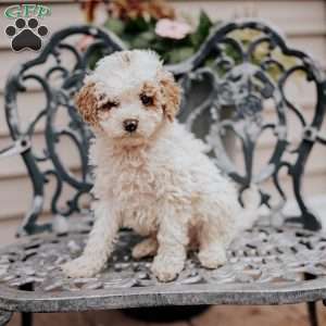 Lee, Miniature Poodle Puppy