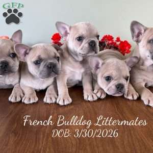 AKC Dianthus, French Bulldog Puppy