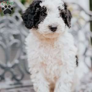 Lilac, Miniature Poodle Puppy