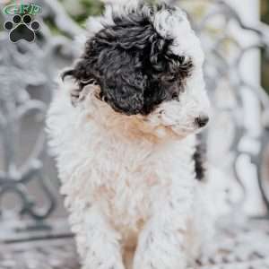 Lilac, Miniature Poodle Puppy