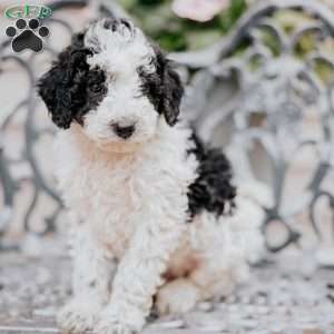 Lilac, Miniature Poodle Puppy