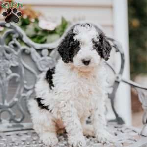 Lilac, Miniature Poodle Puppy