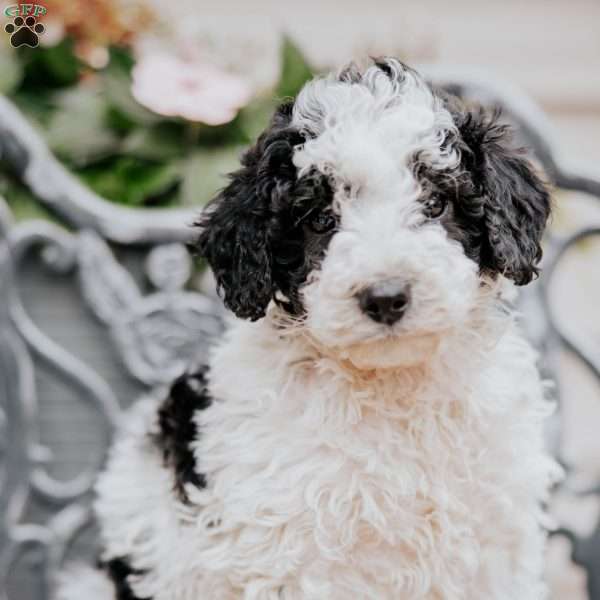 Lilac, Miniature Poodle Puppy