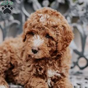 Lily, Miniature Poodle Puppy