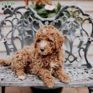Lily, Miniature Poodle Puppy