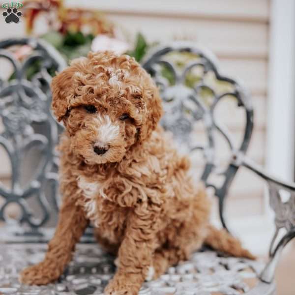 Lily, Miniature Poodle Puppy