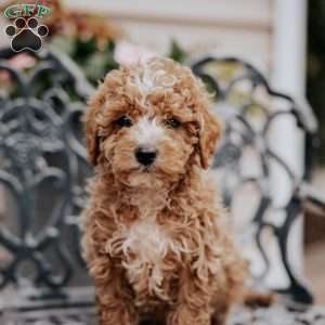 Lucas, Miniature Poodle Puppy