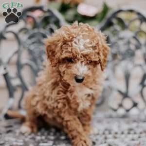 Lucas, Miniature Poodle Puppy