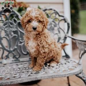 Lucas, Miniature Poodle Puppy