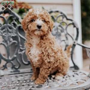 Lucas, Miniature Poodle Puppy