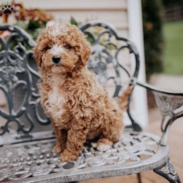 Lucas, Miniature Poodle Puppy