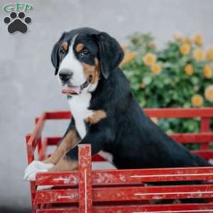 Dallas, Greater Swiss Mountain Dog Puppy