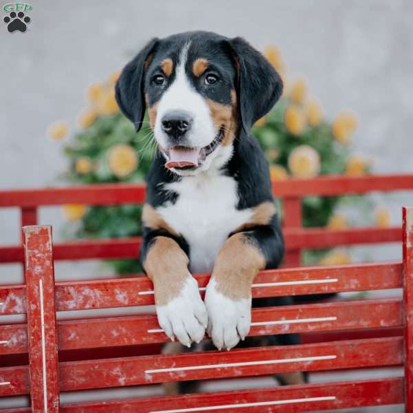Dallas, Greater Swiss Mountain Dog Puppy