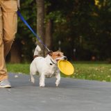 man walking a jack russell terrier carrying a frisbee in its mouth