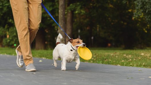 Why Do Dogs Carry Toys on Walks?