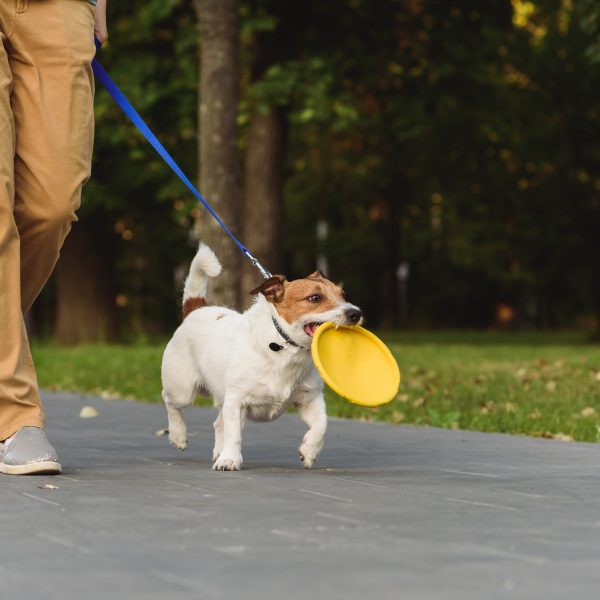 man walking a jack russell terrier carrying a frisbee in its mouth