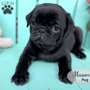 Mason, Pug Puppy