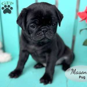 Mason, Pug Puppy