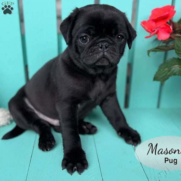 Mason, Pug Puppy