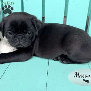 Mason, Pug Puppy