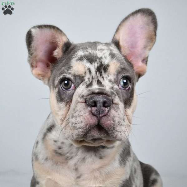 maverick, French Bulldog Puppy