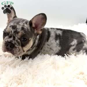 maverick, French Bulldog Puppy