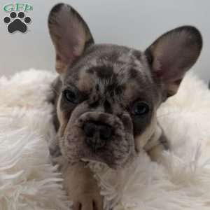 maverick, French Bulldog Puppy