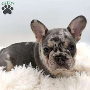 maverick, French Bulldog Puppy