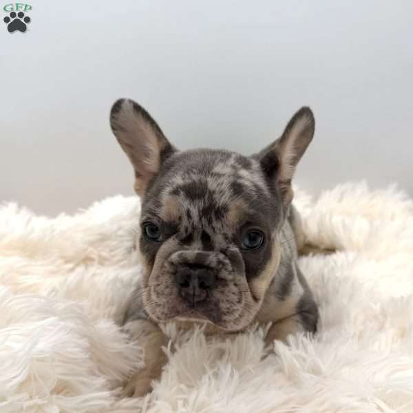 maverick, French Bulldog Puppy