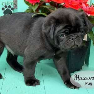 Maxwell, Pug Puppy