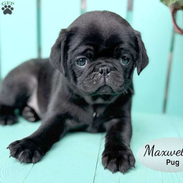 Maxwell, Pug Puppy
