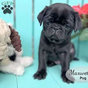 Maxwell, Pug Puppy