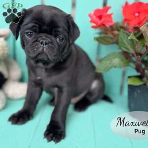 Maxwell, Pug Puppy