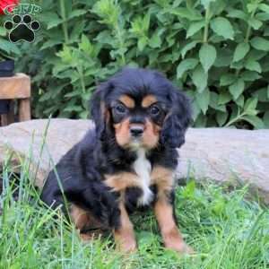 Mickey, Cavalier King Charles Spaniel Puppy